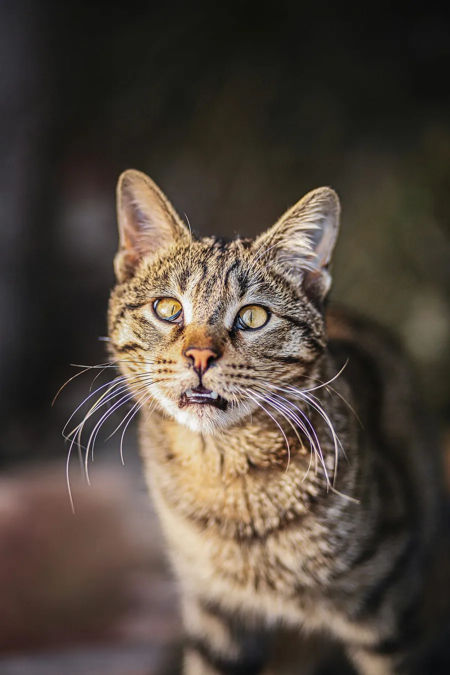 cat photography