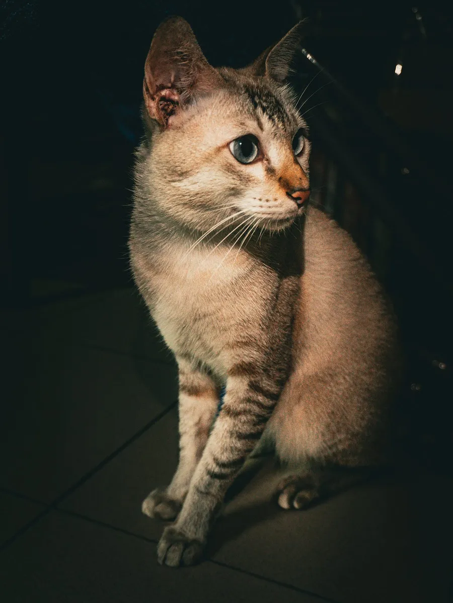 cat photography