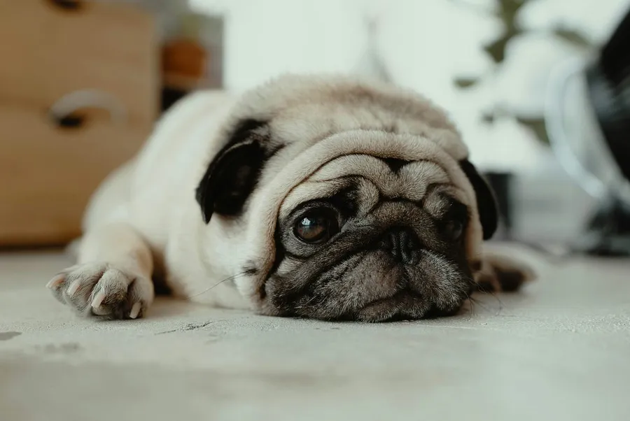 beautiful puppy