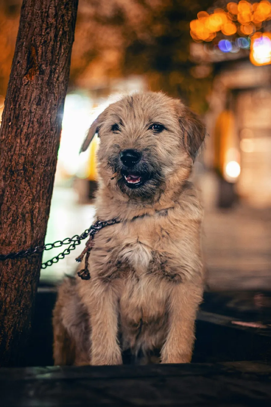 beautiful dog