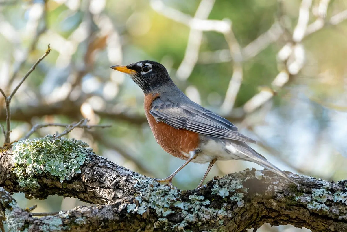 Best Lenses for Bird Photography Canon