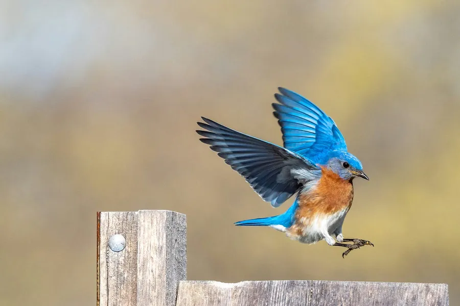 bird photography