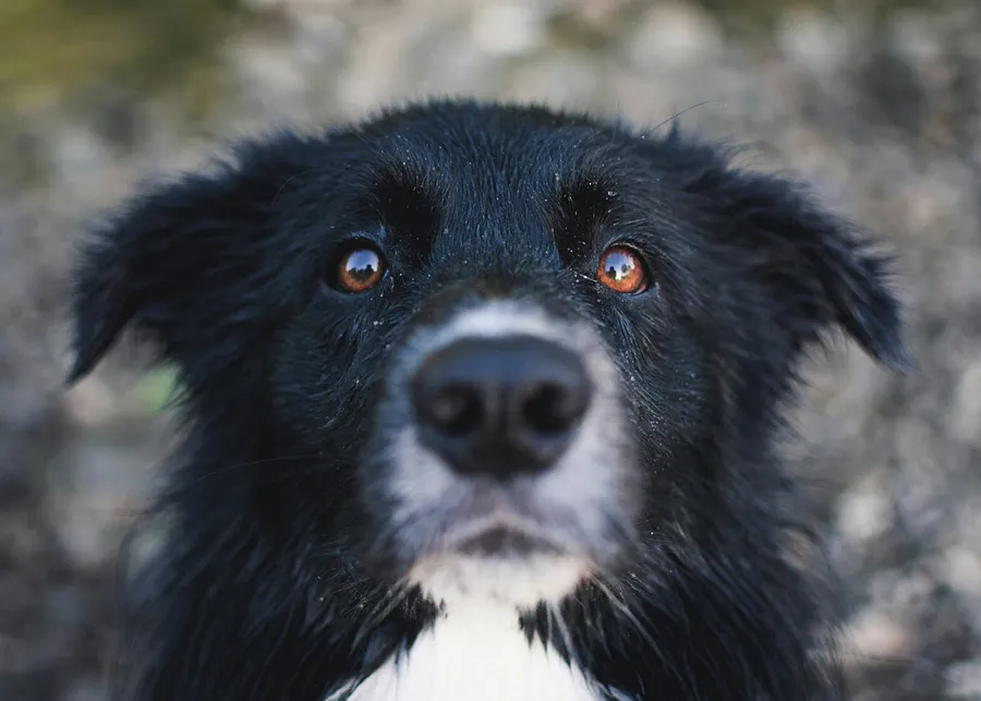 dog photography