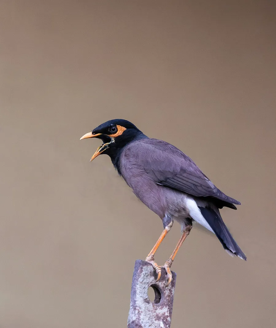 beauty of birds