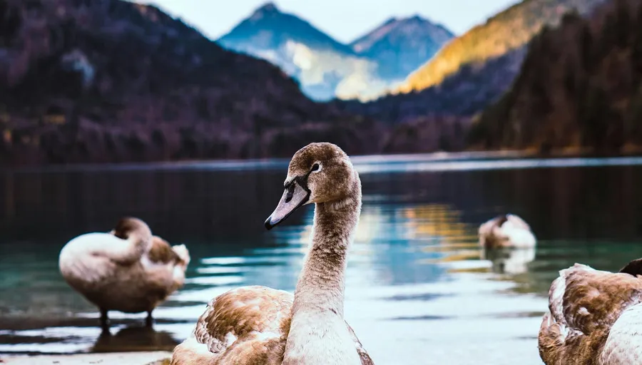 ducks photography