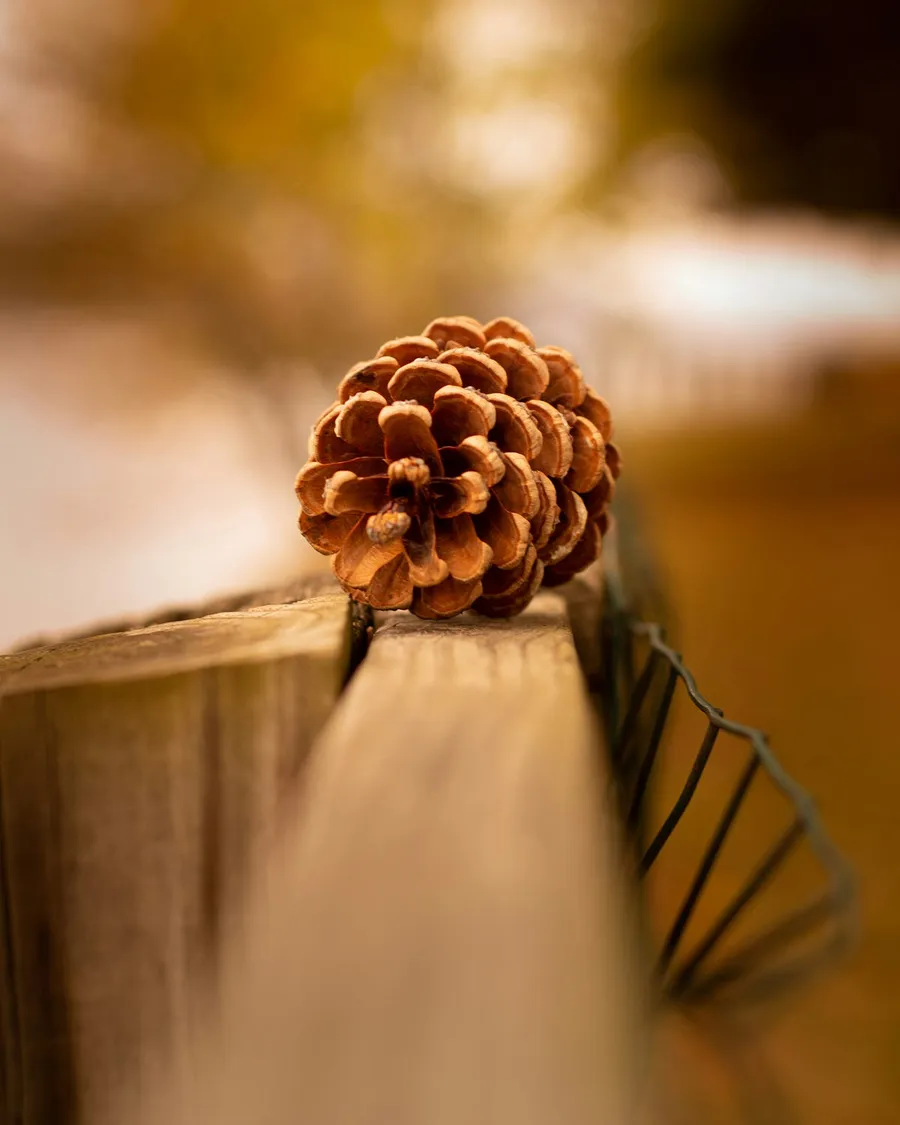 beautiful background blur