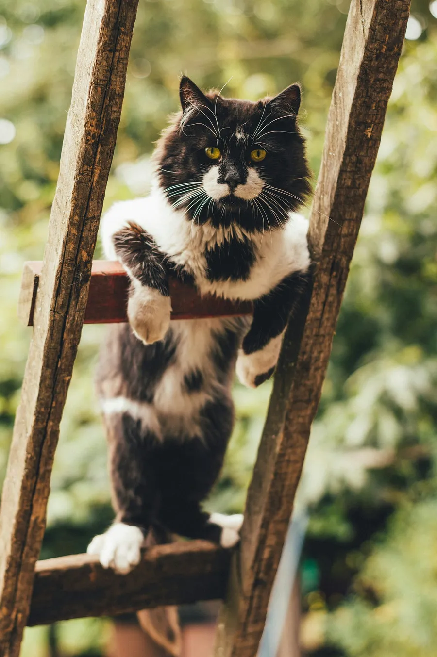 cat