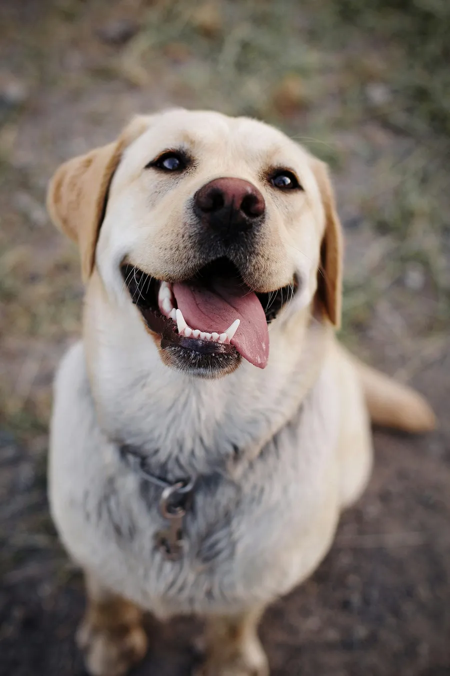 Dog Photography