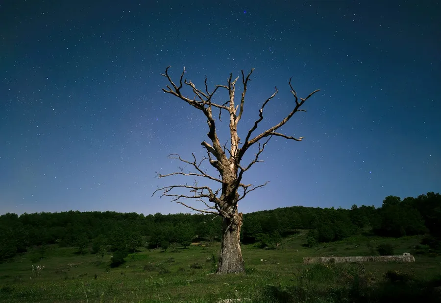 Best Lenses for Low Light Photography