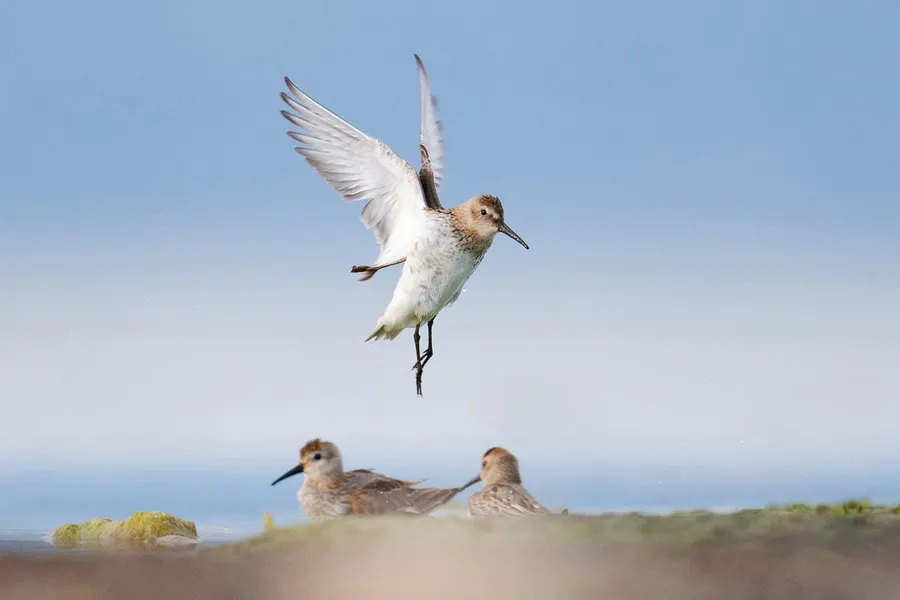 bird Photography