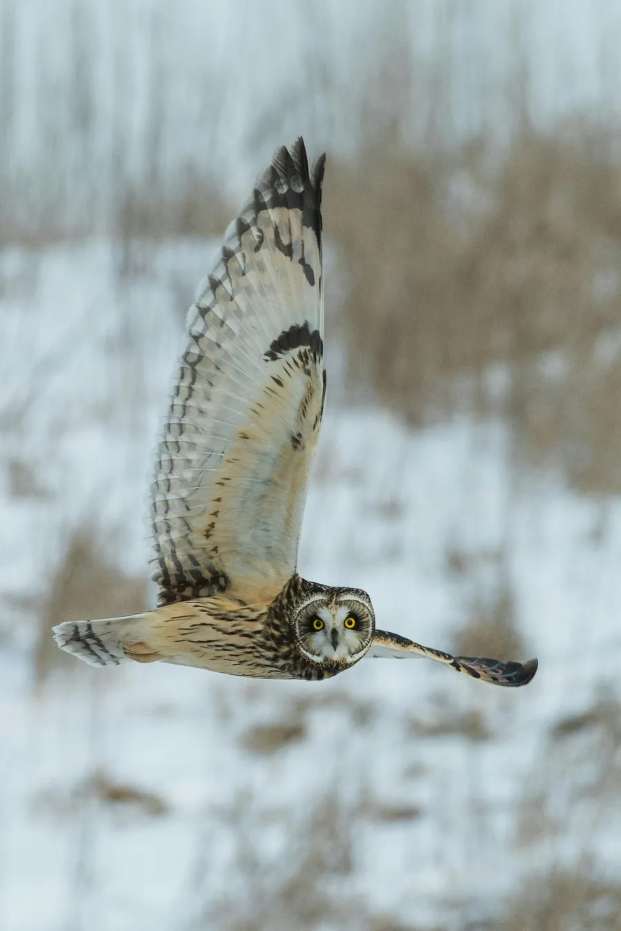 bird photography