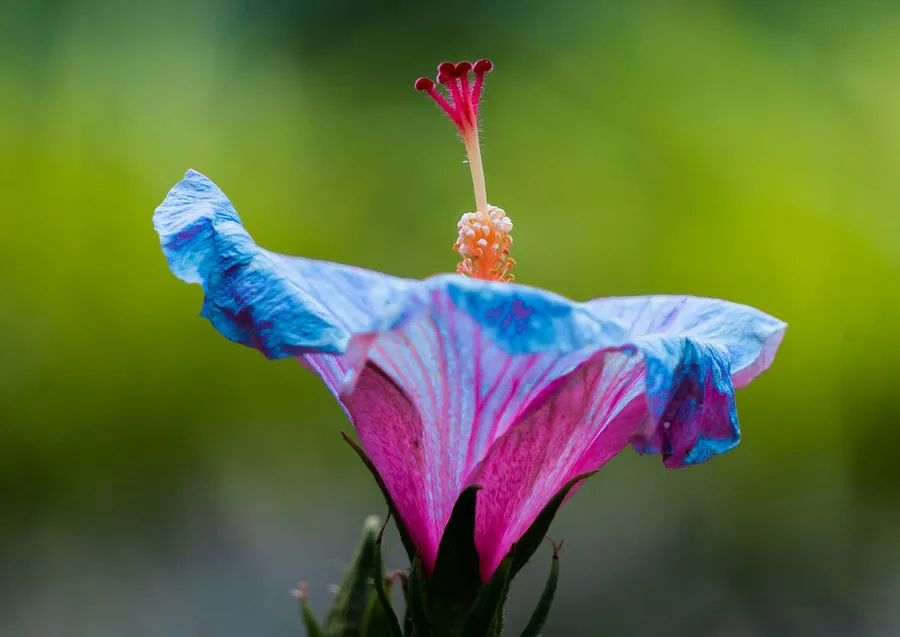 Photography with Nikon Z7 II