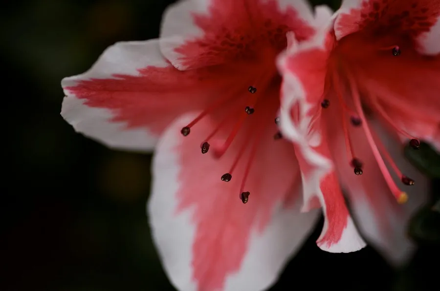 Photography with Nikon Z7 II