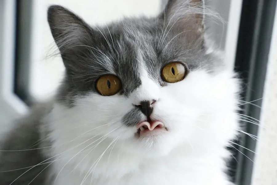 cat photography