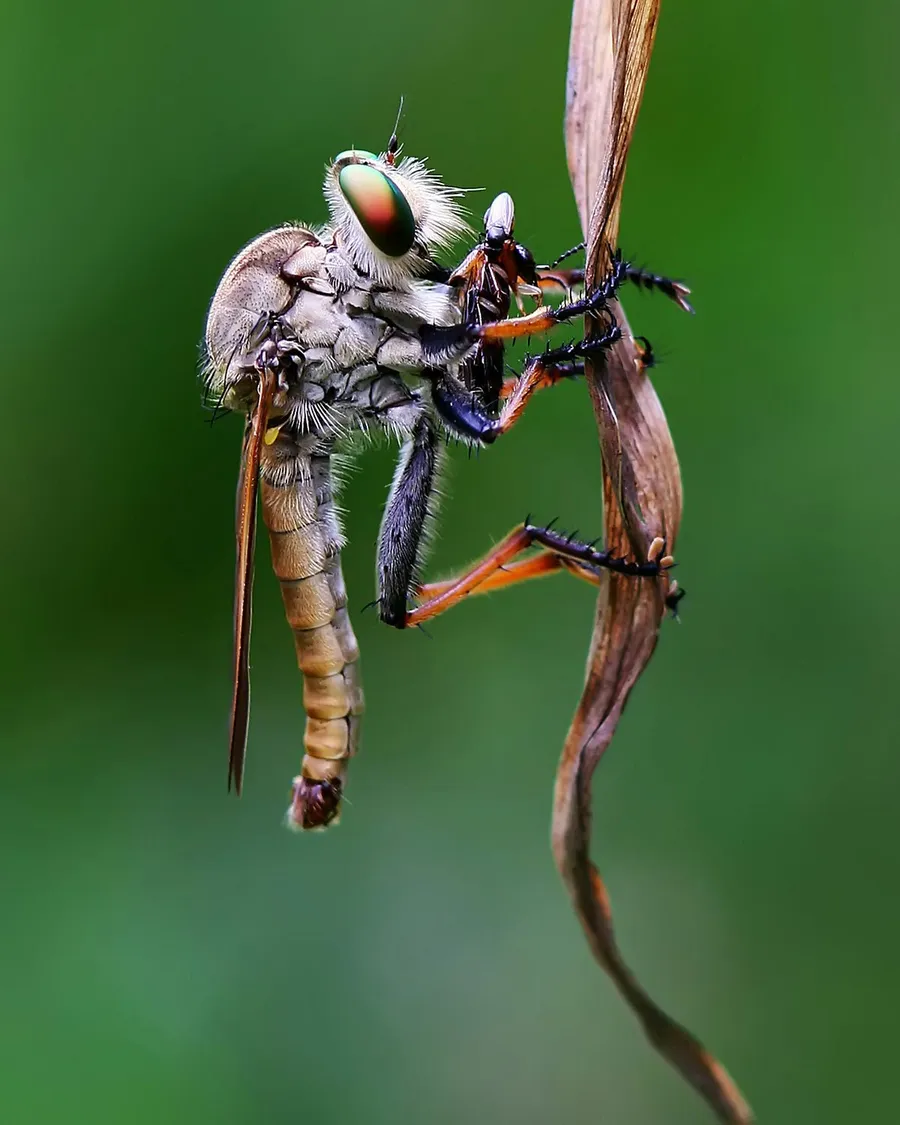 Macro Photography