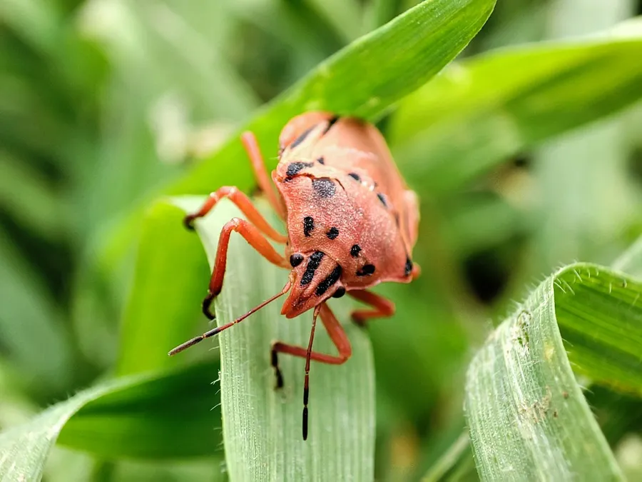 Macro Photography