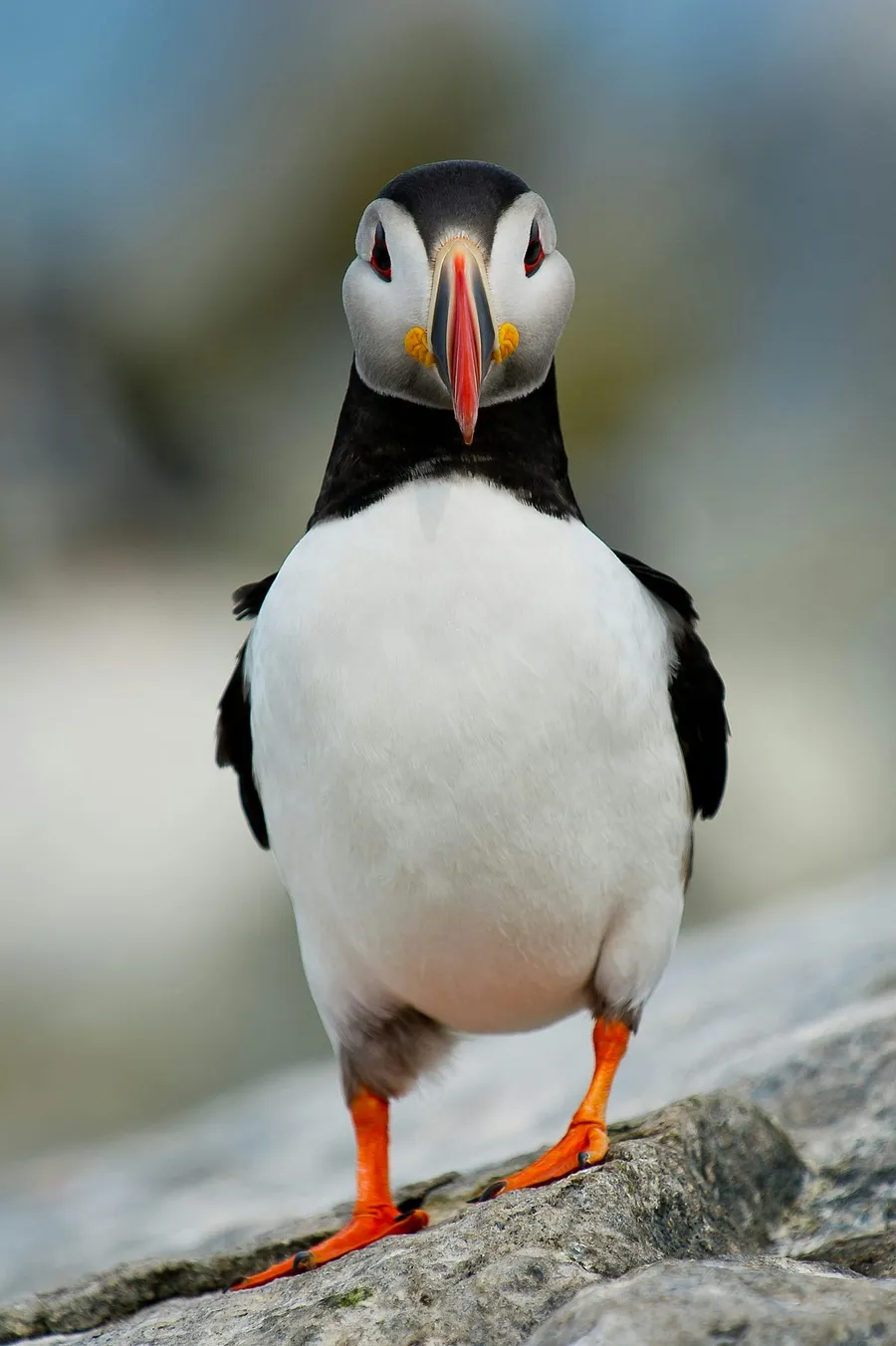 cute bird