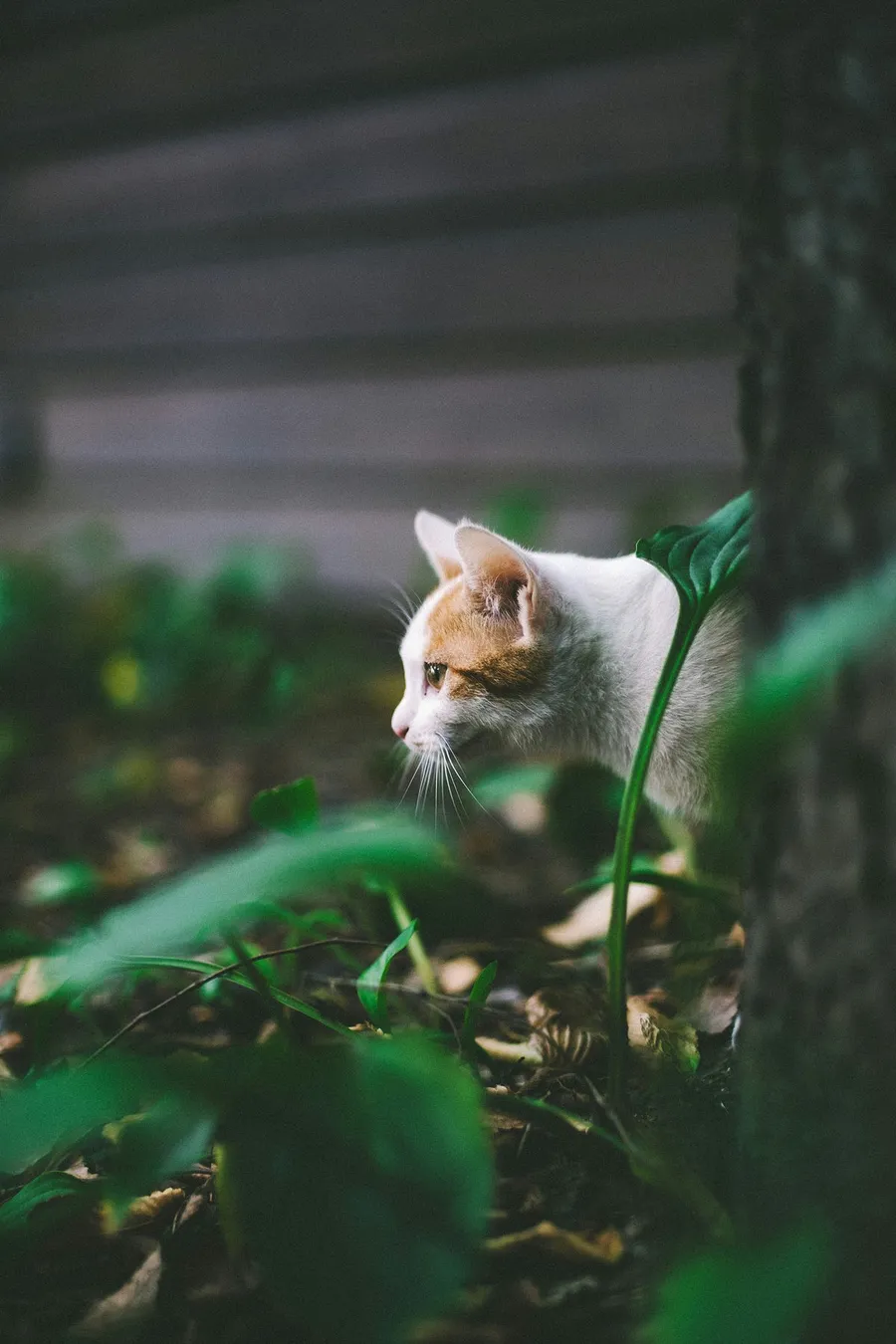 cat photography