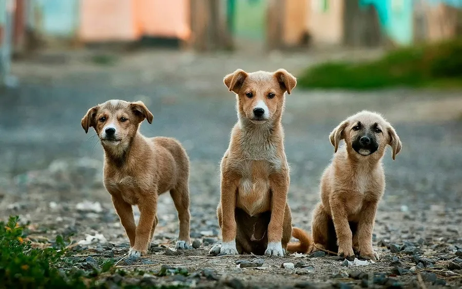 Puppy