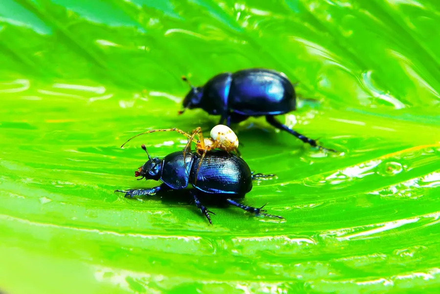 insects