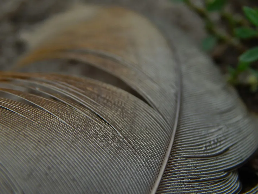 Best Macro Lenses for Canon