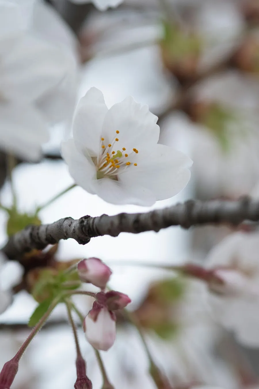 Best Macro Lenses for Canon