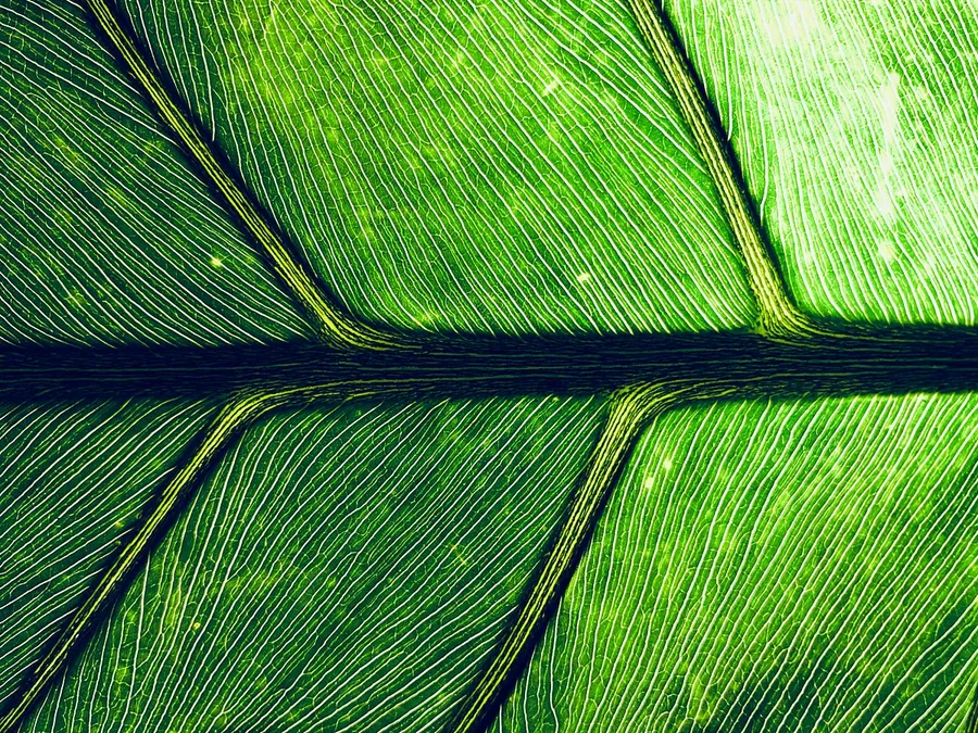 macro photos captured with the Sigma 105mm f/2.8 DG OS HSM