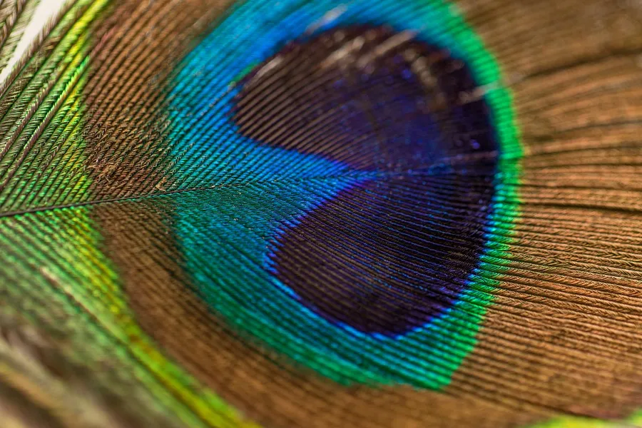 macro photos captured