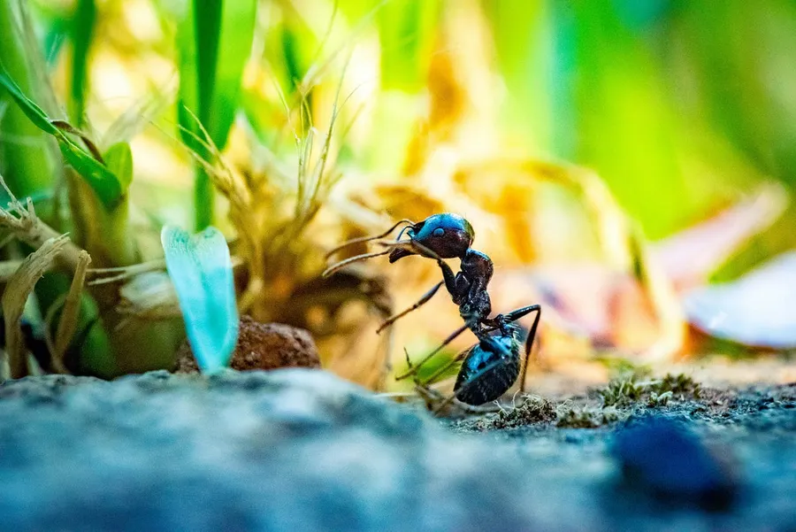 macro photos captured