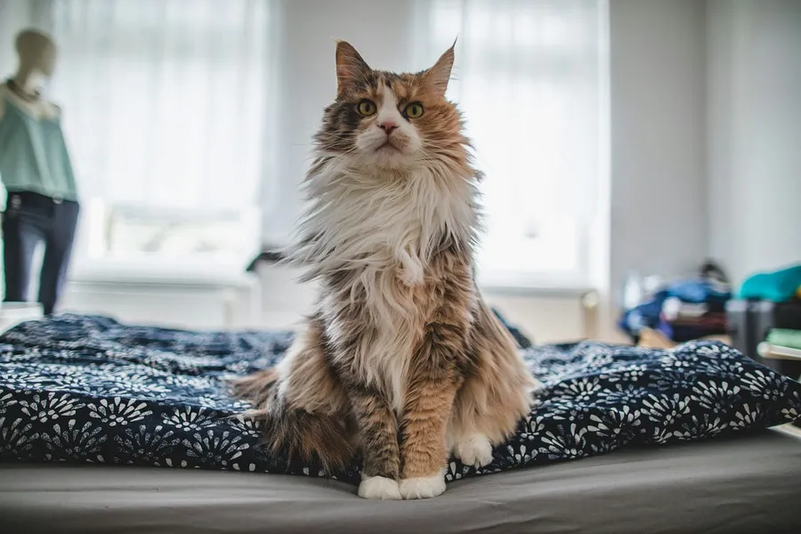 cat