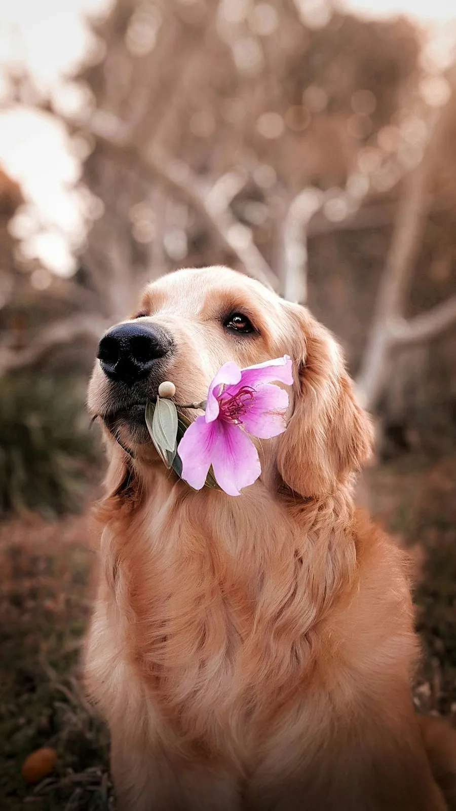 dog photography