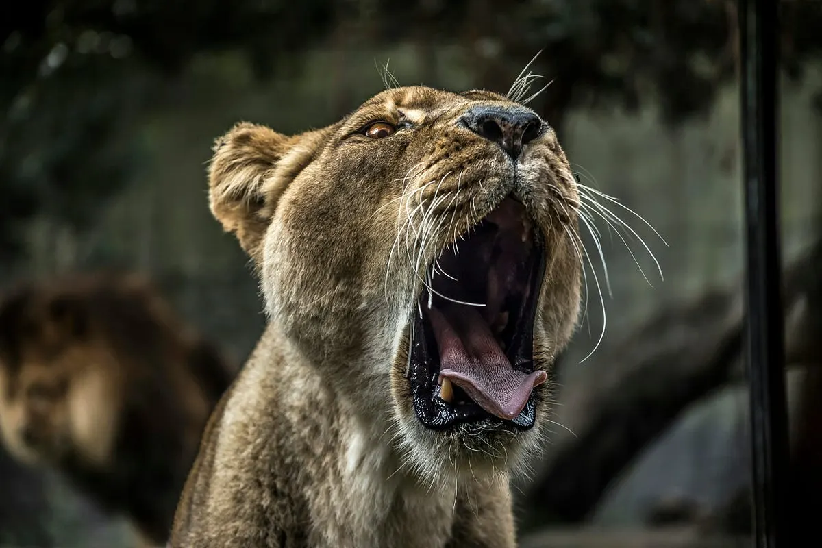 Best Nikon lens for wildlife