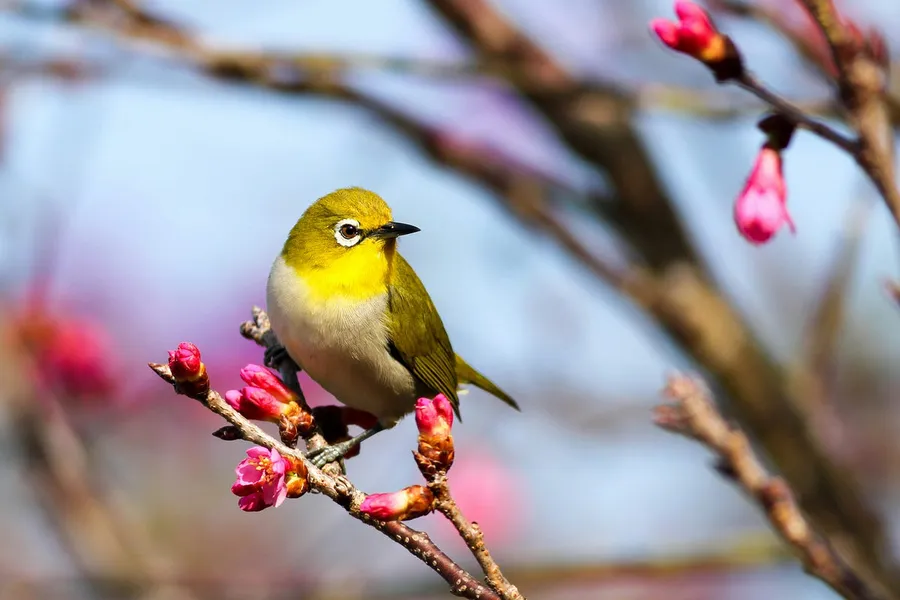 bird photography