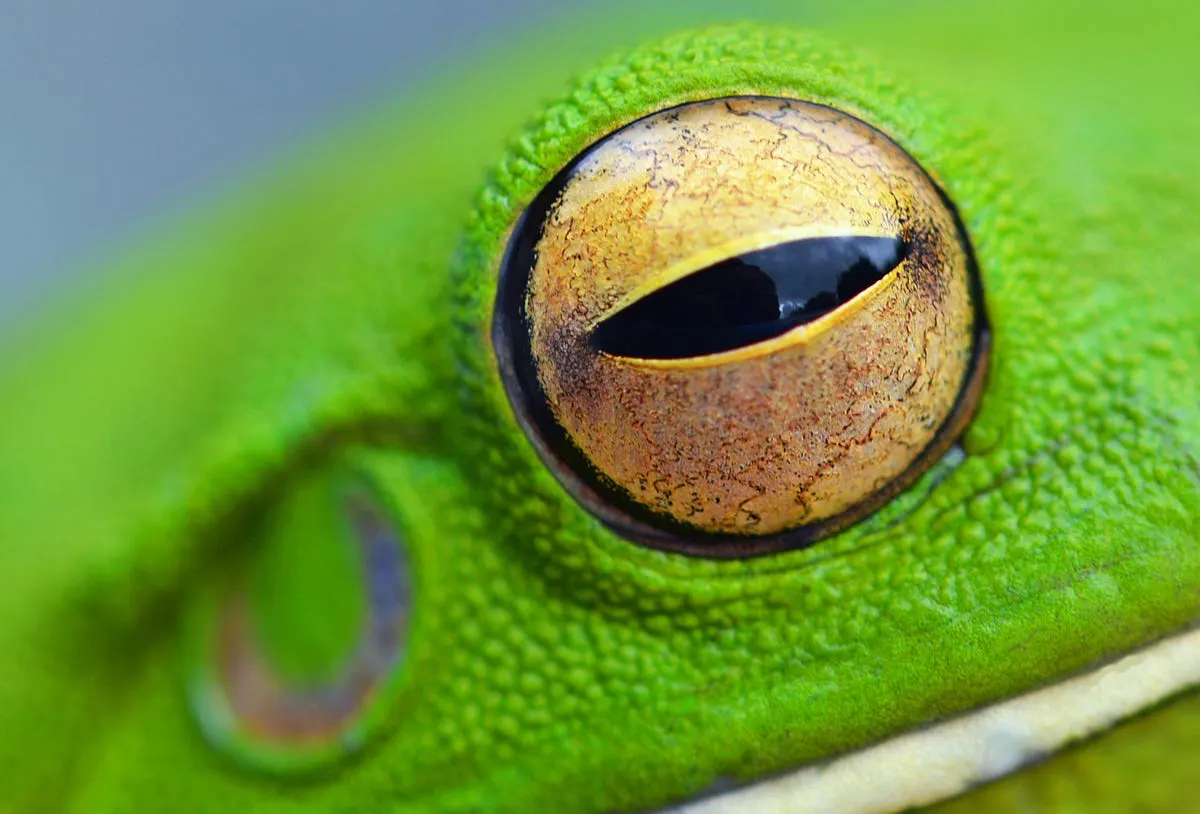 Best Nikon Macro Lenses