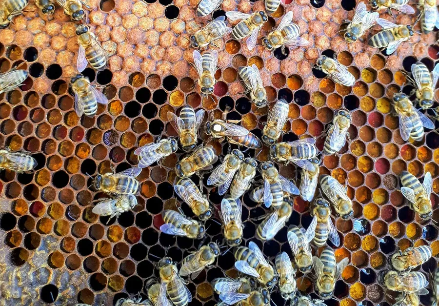 Bees