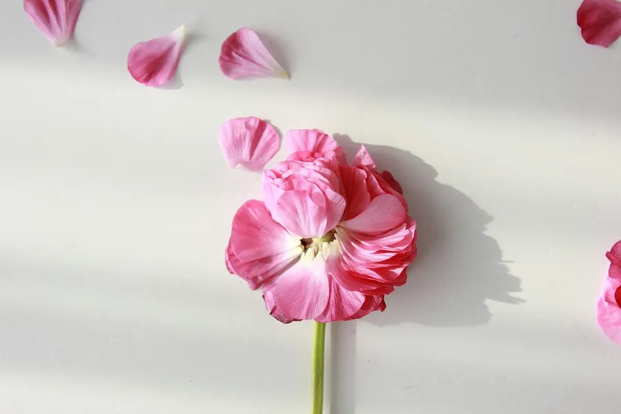 Flower Petals