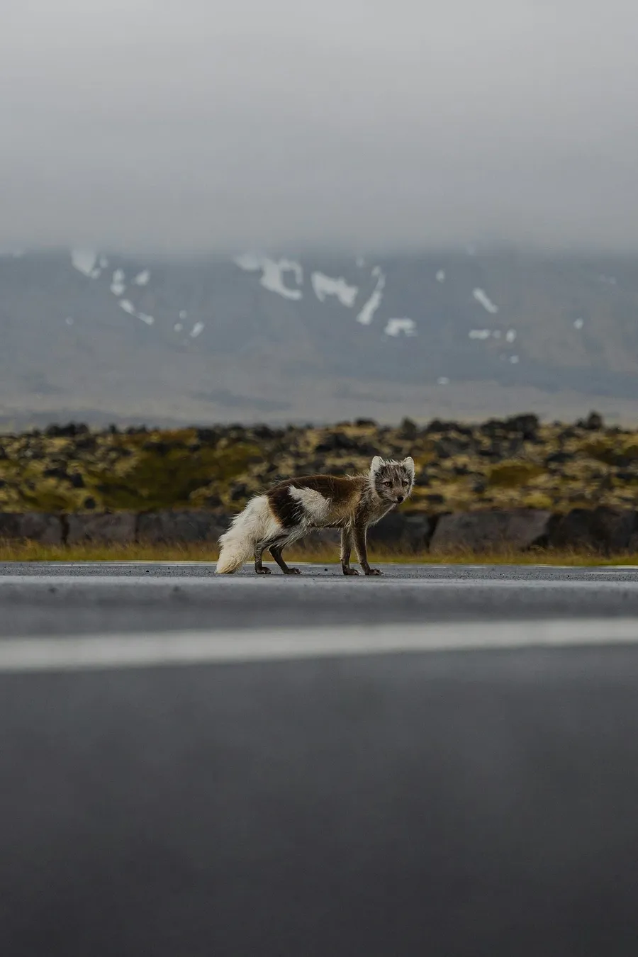wildlife photography