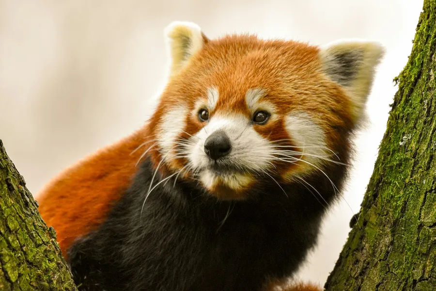 wildlife photography