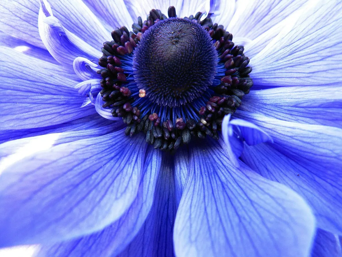 Best Point and Shoot Camera for Macro Photography