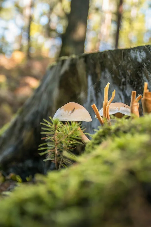 Best Point and Shoot Camera for Macro Photography