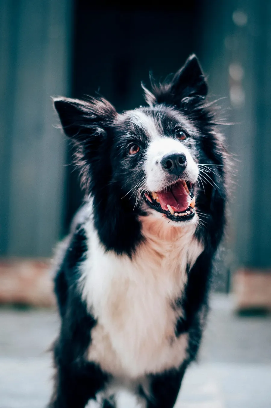street dog