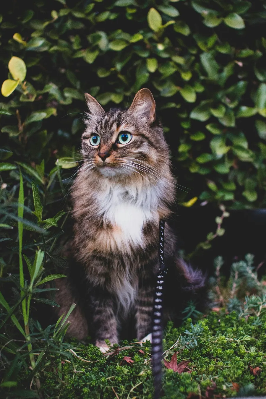 cute cat