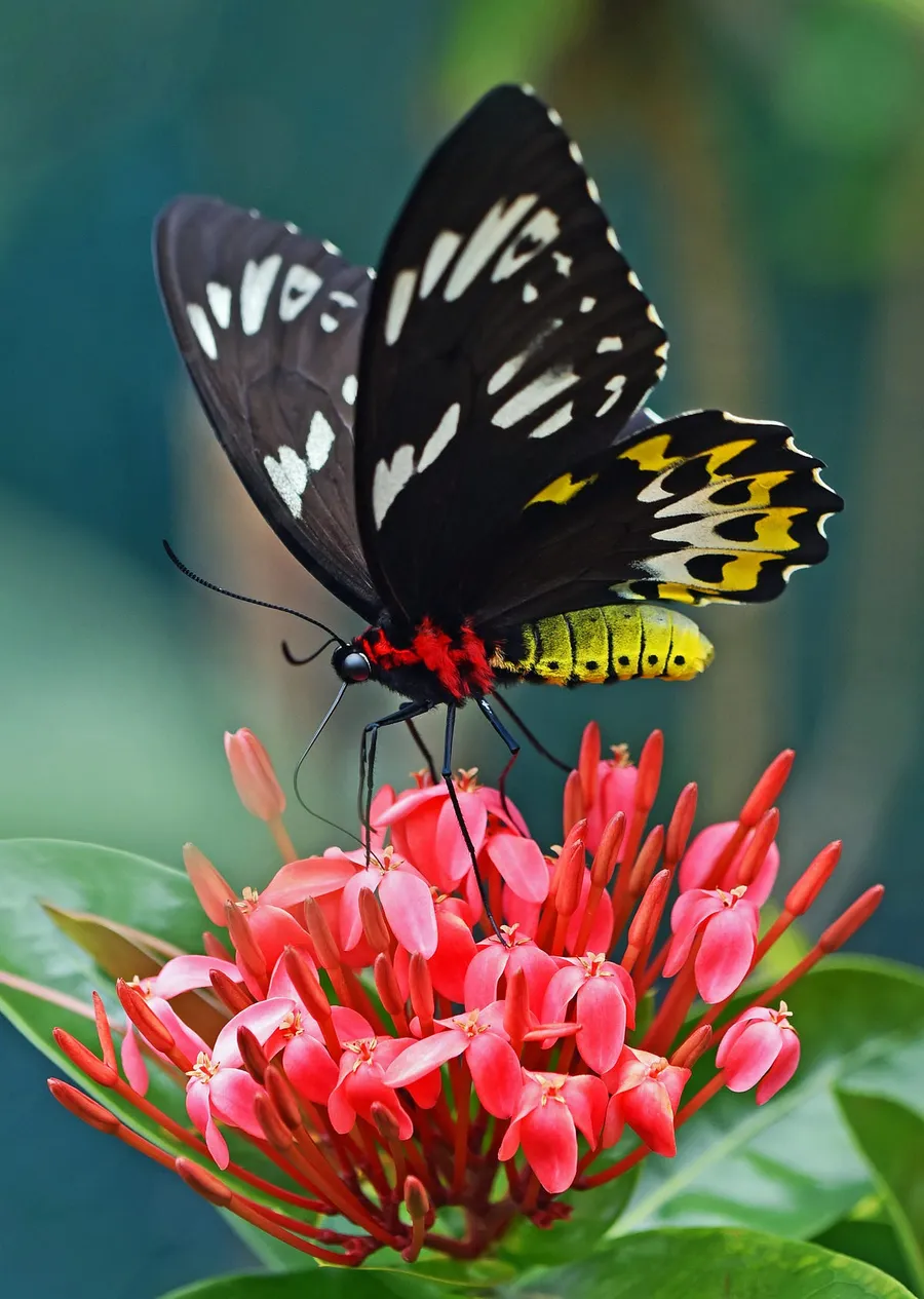insect macro photography