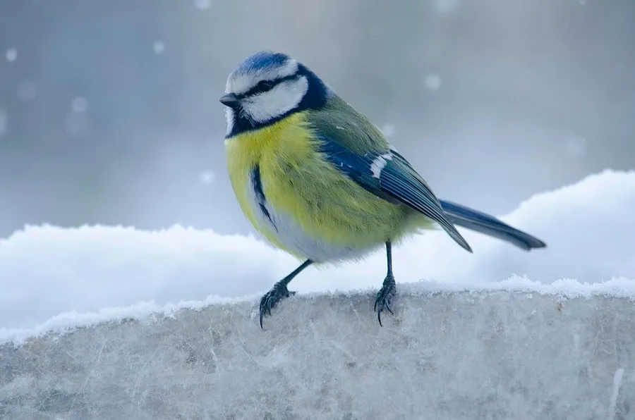 bird photography