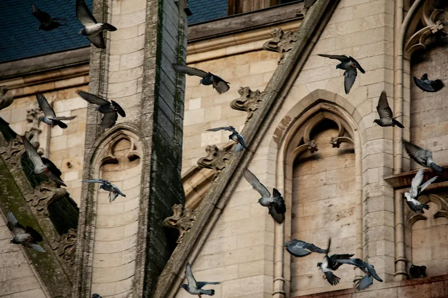 birds