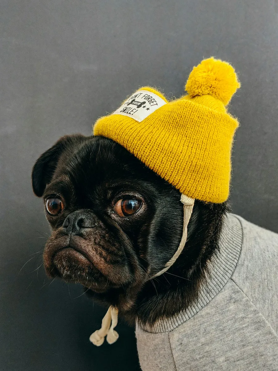 puppy
