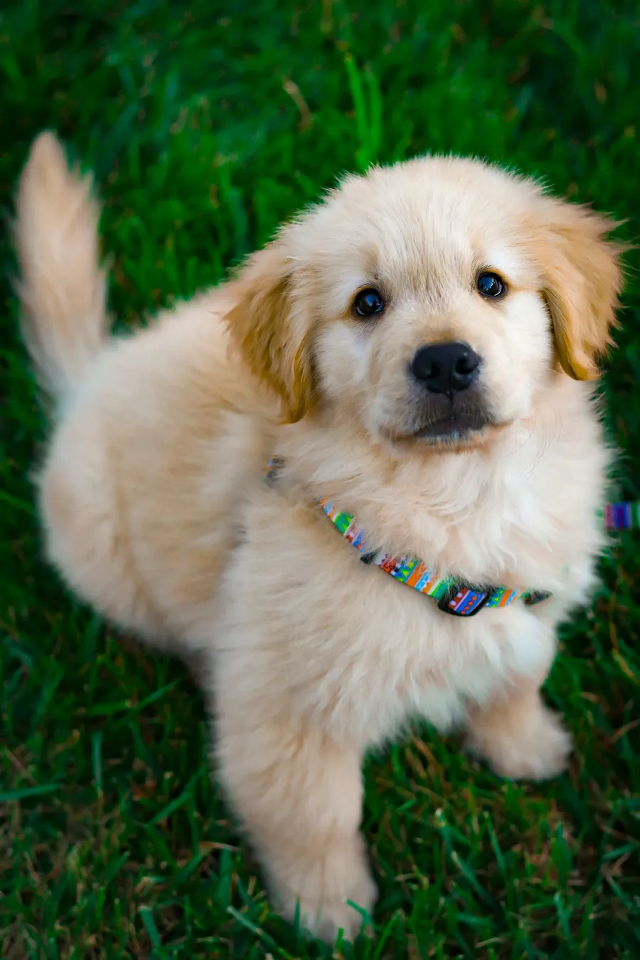 Puppy
