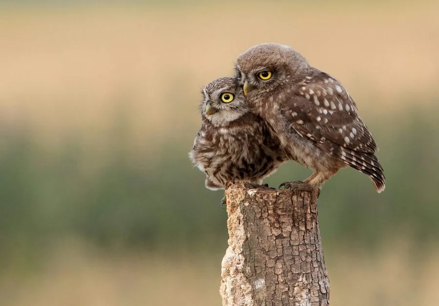 cute birds