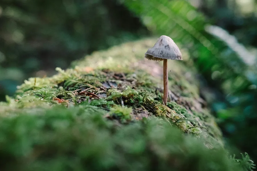 Macro