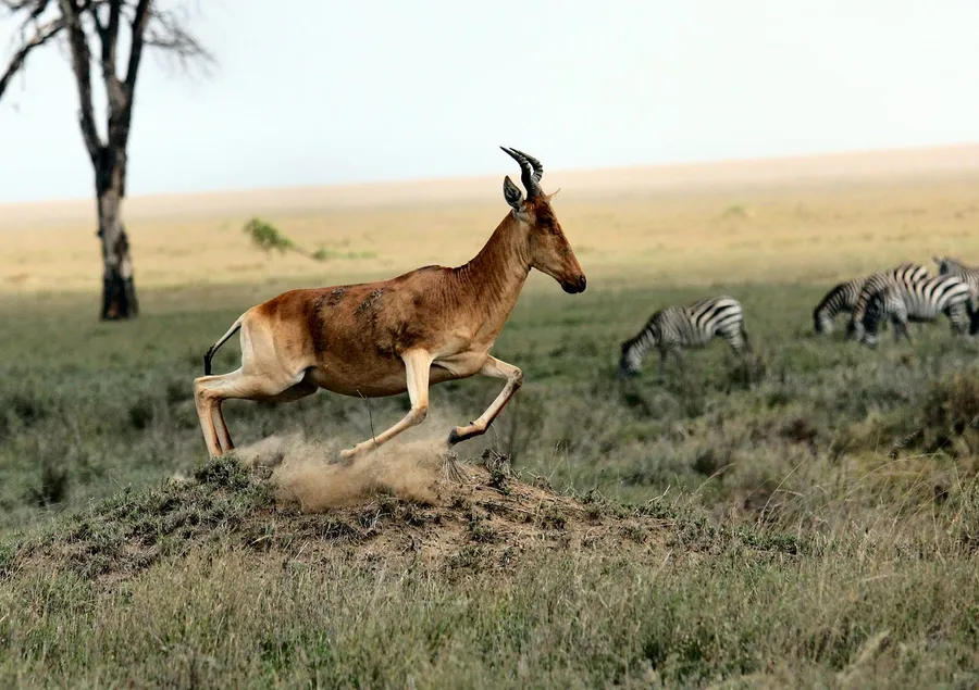 animals